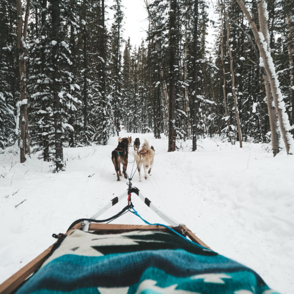 Dog Sledding