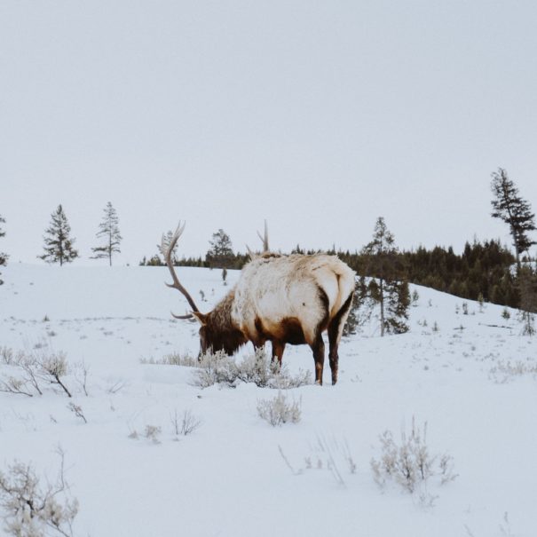 Elk